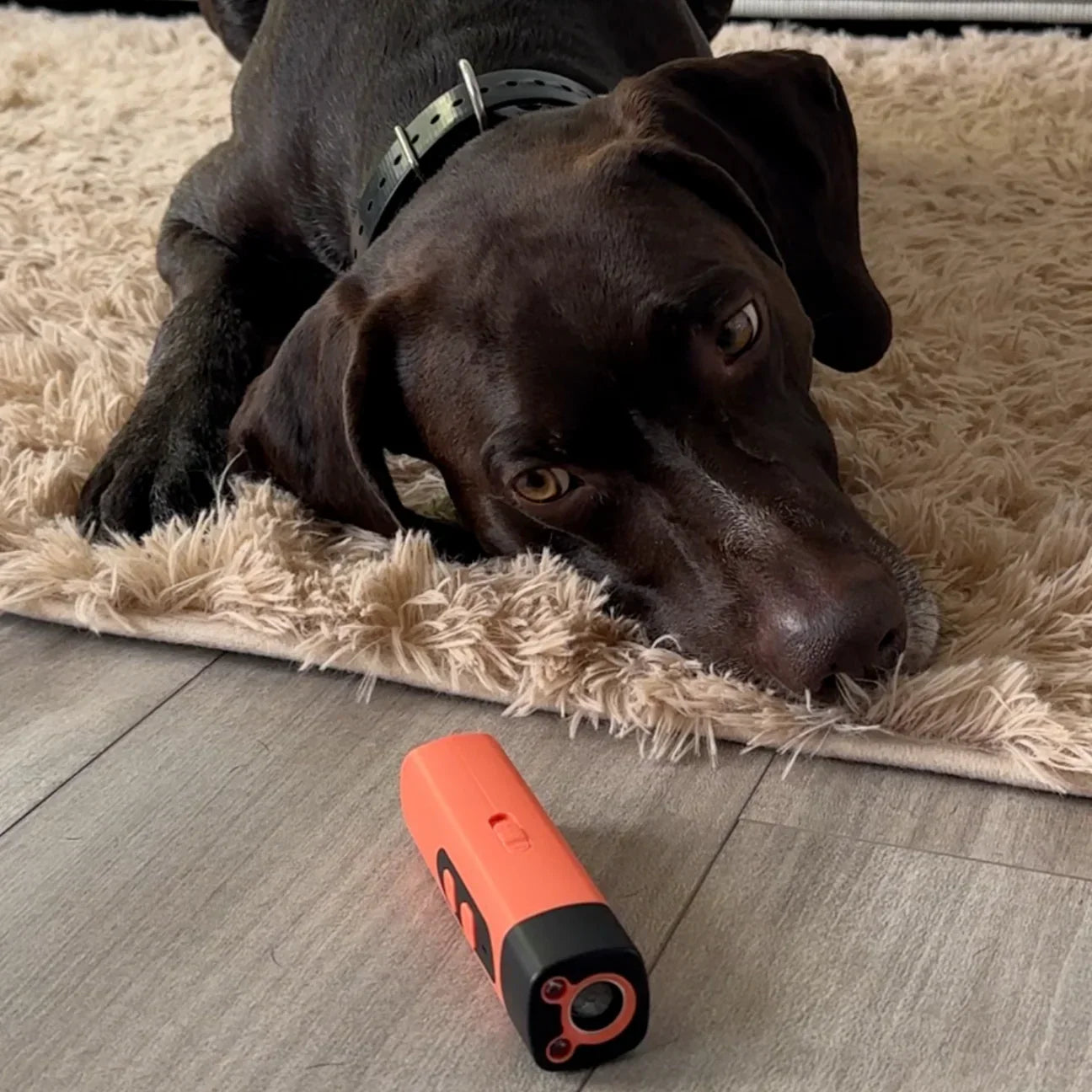 LydLyn | Ferma l'abbaiare del cane con un solo clic